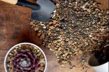 多肉植物怎么移栽缓盆的3个方法 图片