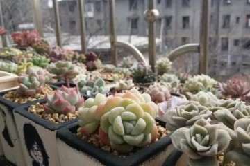 图解 多肉植物怎样快速生根的方法