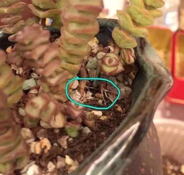 多肉植物怎么上盆的3个方法 图片