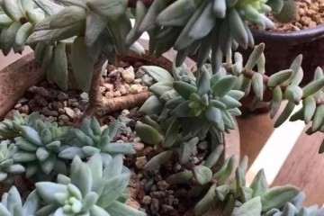 多肉植物怎么上盆的3个方法 图片