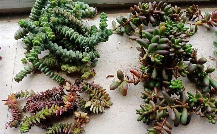 繁茂的多肉植物 怎么砍的方法 图片
