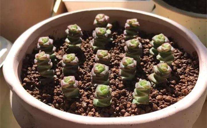 繁茂的多肉植物 怎么砍的方法 图片