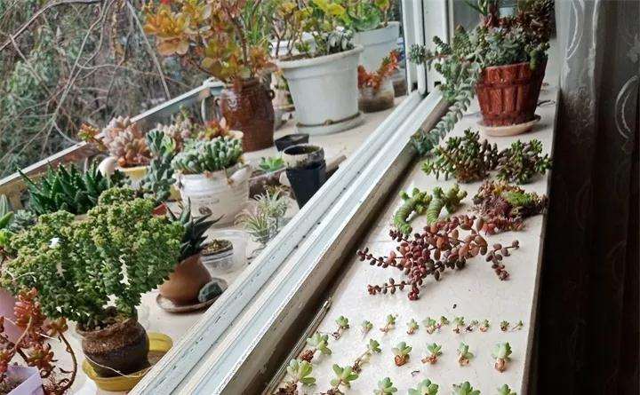 繁茂的多肉植物 怎么砍的方法 图片