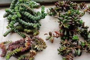 繁茂的多肉植物 怎么砍的方法 图片