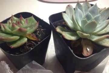 冬天养多肉植物 干瘪 怎么办 图片