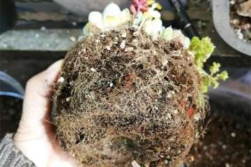 为什么开春养多肉 换盆得修根 图片