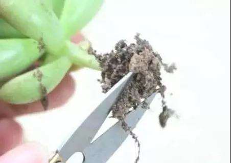 刚买回的多肉怎么修剪处理的方法 图片