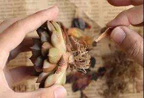 刚买回的多肉怎么修剪处理的方法 图片