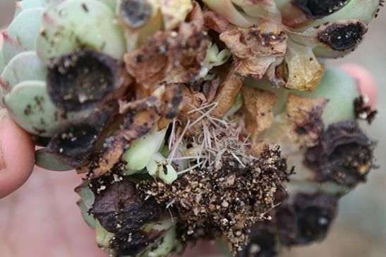刚买回的多肉怎么修根处理的方法 图片