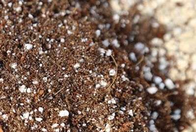 刚买回的多肉怎么修剪处理的方法 图片