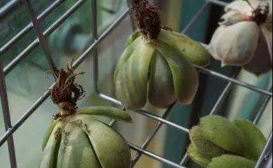 刚买回的多肉怎么修剪处理的方法 图片