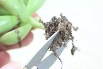 刚买回的多肉怎么修根处理的方法 图片