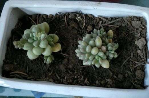 多肉处理完之后 怎么浇水 图片