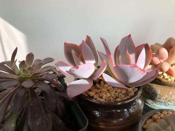 多肉处理完之后 怎么浇水 图片