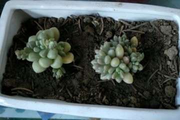 多肉处理完之后 怎么浇水 图片