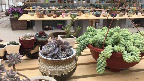 实体店和网店购买多肉植物 哪个好 图片