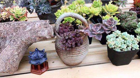 实体店和网店购买多肉植物 哪个好 图片