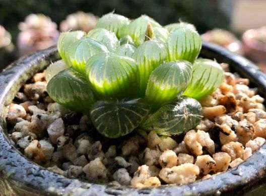 实体店和网店购买多肉植物 哪个好 图片