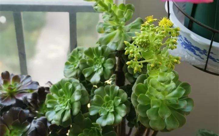 为什么多肉植物开花会死吗 图片