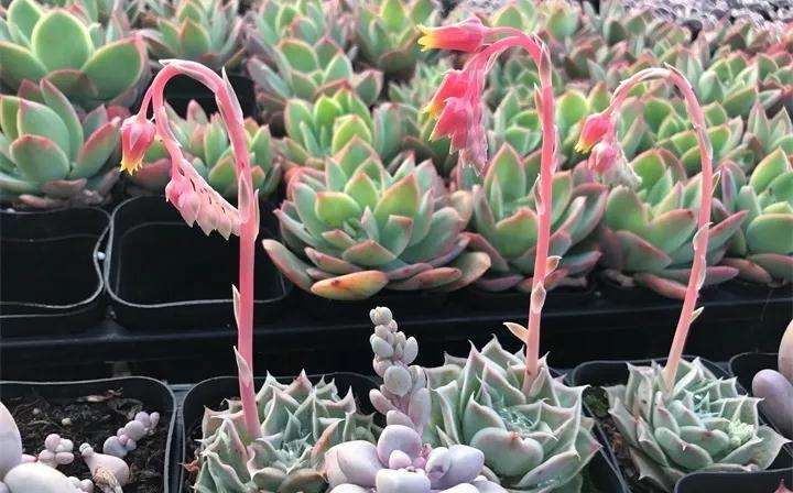 为什么多肉植物开花会死吗 图片