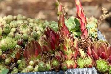 为什么多肉植物开花会死吗 图片