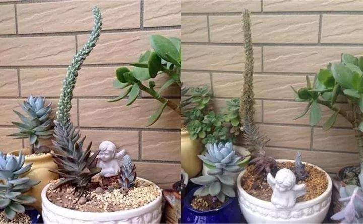 多肉植物开花死 怎么办 图片