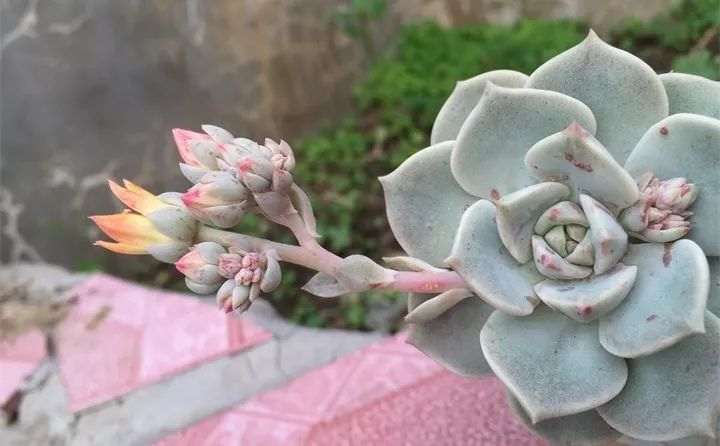 多肉植物开花死 怎么办 图片