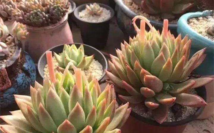 多肉植物开花死 怎么办 图片