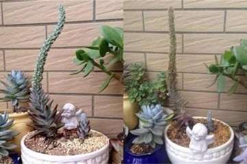 多肉植物开花死 怎么办 图片