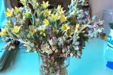 为什么剪掉的多肉花箭别扔了 图片