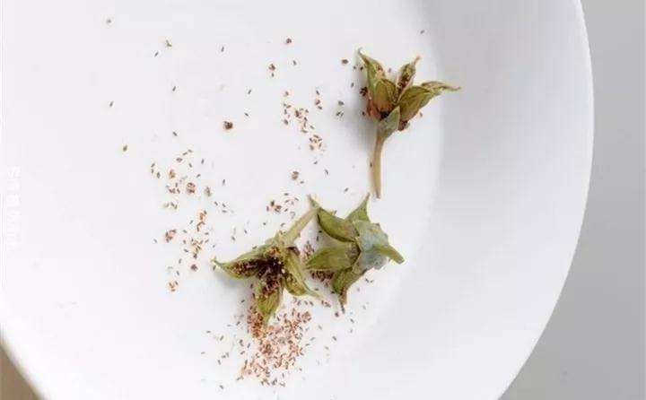 开花的多肉植物怎么留种子的方法 图片