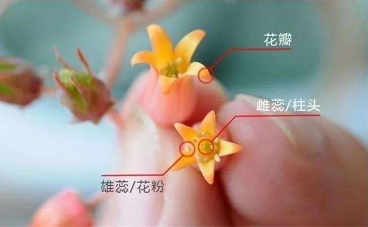 开花的多肉植物怎么留种子的方法 图片