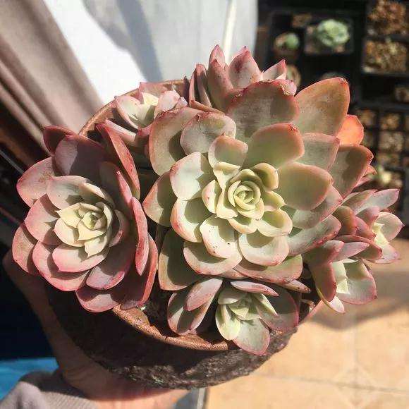 为什么放花生麸 多肉可以快速生长 图片