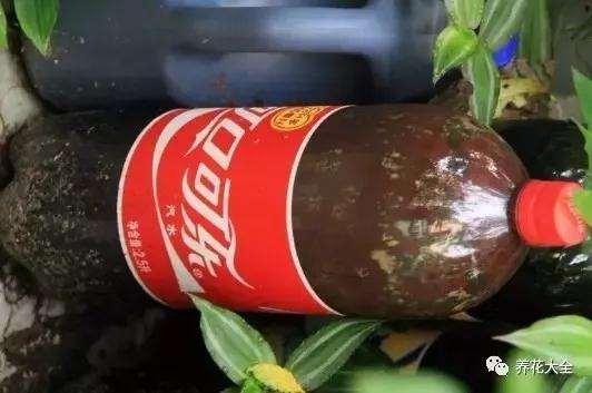 为什么放花生麸 多肉可以快速生长 图片