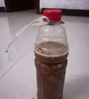 为什么放花生麸 多肉可以快速生长 图片