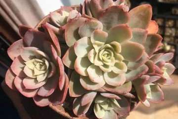 为什么放花生麸 多肉可以快速生长 图片