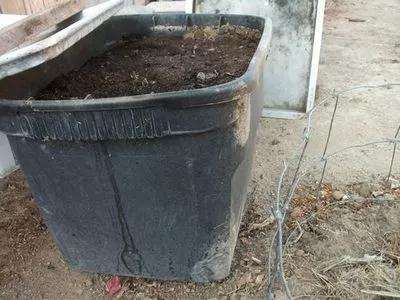 为什么多肉盆里 加入豆渣 生长效果好