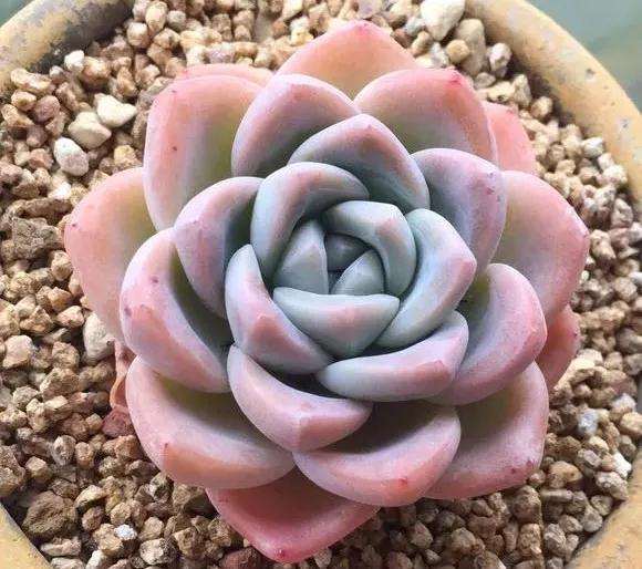 为什么多肉盆里 加入豆渣 生长效果好