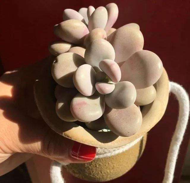 多肉怎么淋雷雨的方法 注意事项 图片