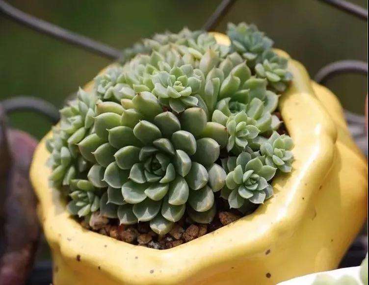 多肉怎么淋雷雨的方法 注意事项 图片