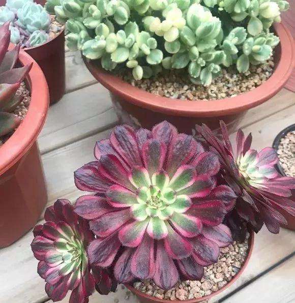 多肉怎么淋雷雨的方法 注意事项 图片