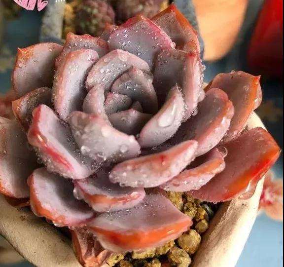 多肉怎么淋雷雨的方法 注意事项 图片