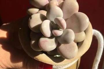 多肉怎么淋雷雨的方法 注意事项 图片