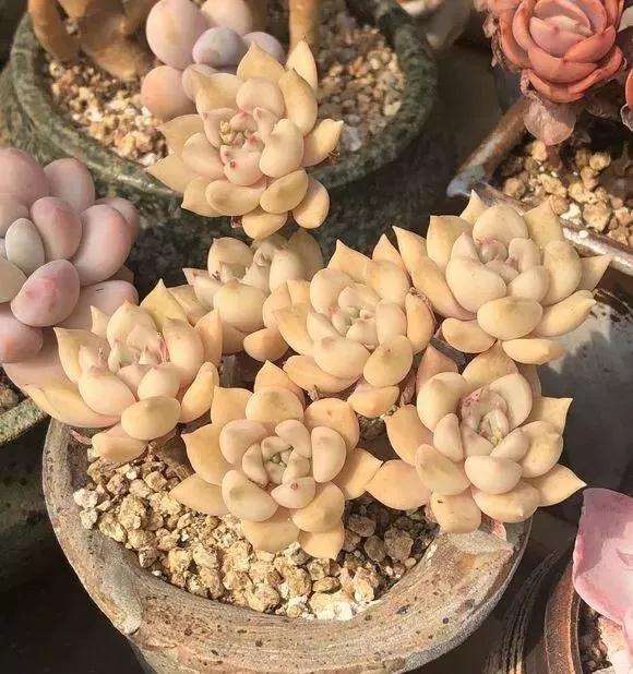 多肉淋了雷雨 要注意这3点 图片