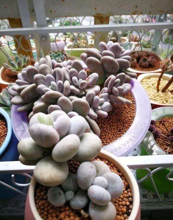 多肉淋了雷雨 要注意这3点 图片