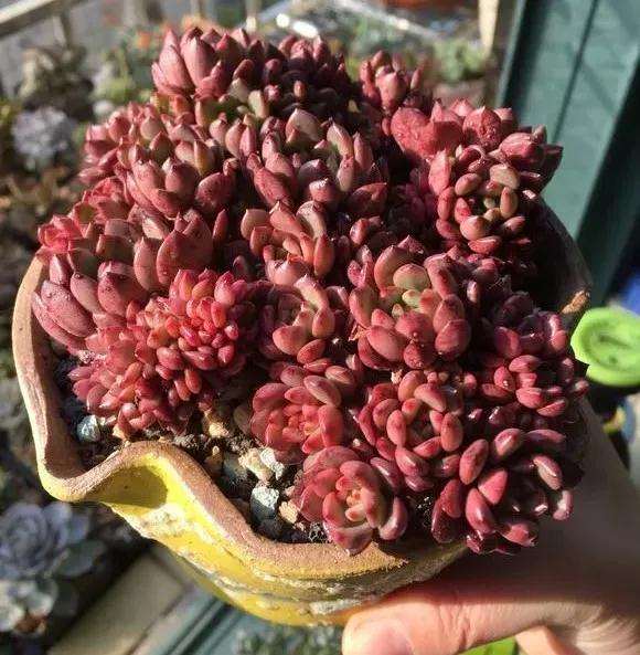 多肉淋了雷雨 要注意这3点 图片