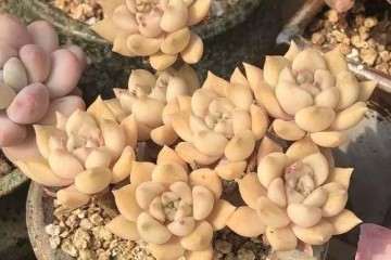 多肉淋了雷雨 要注意这3点 图片