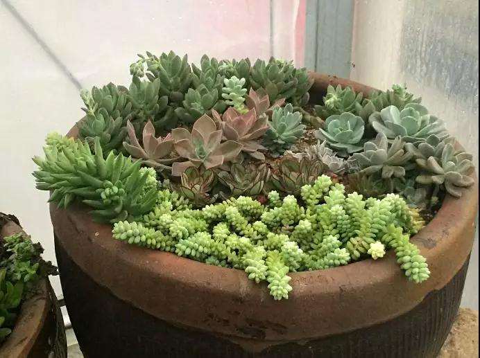 怎么在水缸木箱里养多肉的方法 图片