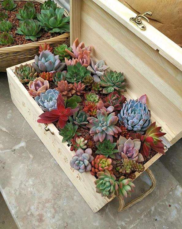 怎么在水缸木箱里养多肉的方法 图片