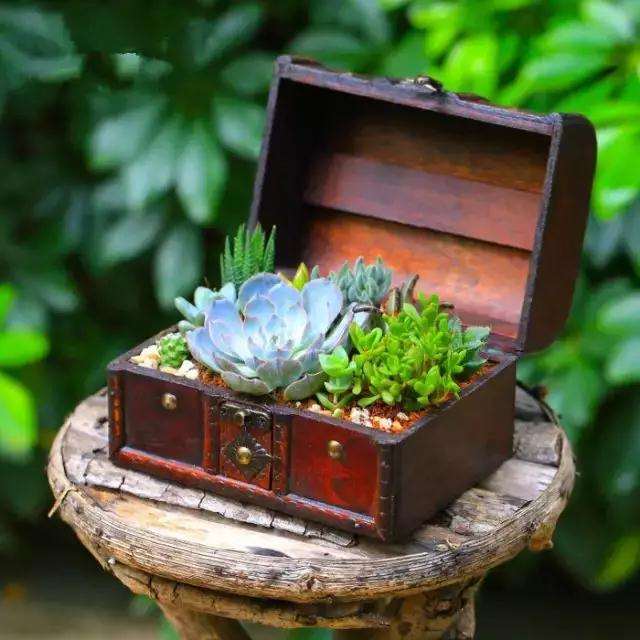 怎么在水缸木箱里养多肉的方法 图片